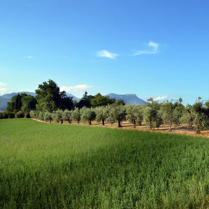 Cooking Class e Degustazione Vini tra i Vigneti della Valtenesi 24 Cooking Class e Degustazione Vini tra i Vigneti della Valtenesi 24